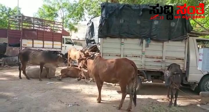 ಜಾನುವಾರು ಕಳ್ಳರ ಬಂಧನ – ರಾತ್ರಿ ಹಸುಗಳನ್ನು ಕಳ್ಳತನ ಮಾಡುತ್ತಿದ್ದ ಖದೀಮರನ್ನು ಬಂಧನ ಮಾಡಿದ ಪೊಲೀಸರು….. ಜಾನುವಾರು ಕಳ್ಳರ ಬಂಧನ – ರಾತ್ರಿ ಹಸುಗಳನ್ನು ಕಳ್ಳತನ ಮಾಡುತ್ತಿದ್ದ ಖದೀಮರನ್ನು ಬಂಧನ ಮಾಡಿದ ಪೊಲೀಸರು…..
