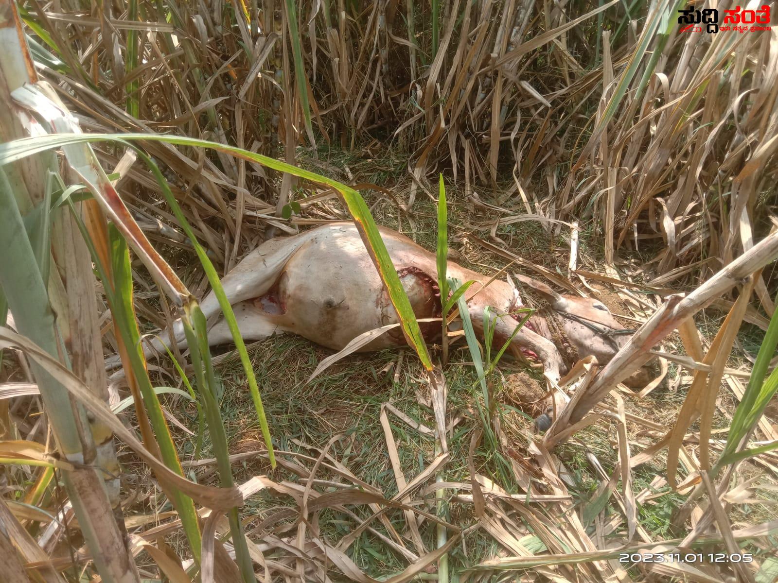 ಮೇಯಲು ಹೋಗಿದ್ದ ಎತ್ತನ್ನು ಮೇಯ್ದ ಚಿರತೆ – ಆತಂಕದಲ್ಲಿ ಕಲಘಟಗಿಯ ರೈತರು ಎಲ್ಲಿದ್ದಾರೆ ಅರಣ್ಯಾಧಿಕಾರಿಗಳು….. ಮೇಯಲು ಹೋಗಿದ್ದ ಎತ್ತನ್ನು ಮೇಯ್ದ ಚಿರತೆ – ಆತಂಕದಲ್ಲಿ ಕಲಘಟಗಿಯ ರೈತರು ಎಲ್ಲಿದ್ದಾರೆ ಅರಣ್ಯಾಧಿಕಾರಿಗಳು…..