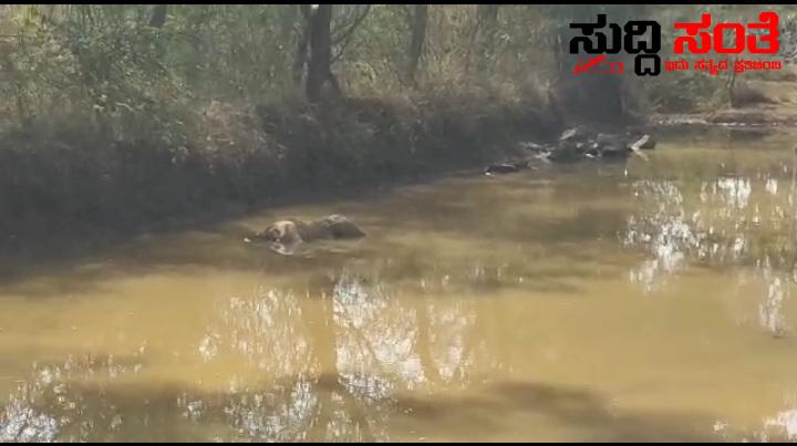 ಬೆಳ್ಳಂ ಬೆಳಿಗ್ಗೆ ಹುಬ್ಬಳ್ಳಿಯಲ್ಲಿ ಕೆರೆಯಲ್ಲಿ ಅಪರಿಚಿತ ಶವ ಪತ್ತೆ  – ಪರಿಶೀಲನೆ ಮಾಡುತ್ತಿರುವ ಪೊಲೀಸರು…..