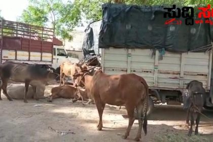 ಜಾನುವಾರು ಕಳ್ಳರ ಬಂಧನ – ರಾತ್ರಿ ಹಸುಗಳನ್ನು ಕಳ್ಳತನ ಮಾಡುತ್ತಿದ್ದ ಖದೀಮರನ್ನು ಬಂಧನ ಮಾಡಿದ ಪೊಲೀಸರು…..