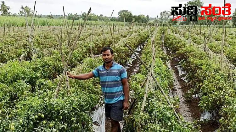 20 ಗುಂಟೆಯಲ್ಲಿ ಟೊಮ್ಯಾಟೊ ಬೆಳೆದು 15 ಲಕ್ಷ ಪಡೆದ ಪದವೀಧರ – ನಿರುದ್ಯೋಗಿ ಗಳಿಗೆ ಮಾದರಿಯಾದ ಪದವೀಧರ ಮಹೇಶ್…..