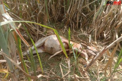 ಮೇಯಲು ಹೋಗಿದ್ದ ಎತ್ತನ್ನು ಮೇಯ್ದ ಚಿರತೆ – ಆತಂಕದಲ್ಲಿ ಕಲಘಟಗಿಯ ರೈತರು ಎಲ್ಲಿದ್ದಾರೆ ಅರಣ್ಯಾಧಿಕಾರಿಗಳು…..